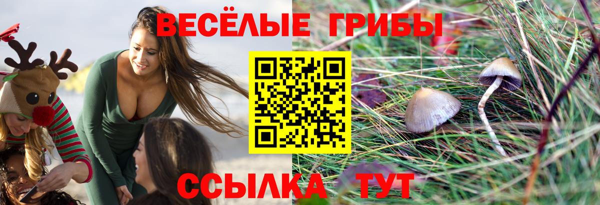 Галлюциногенные грибы Cubensis Заводоуковск